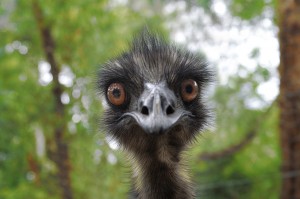 emu asking questions