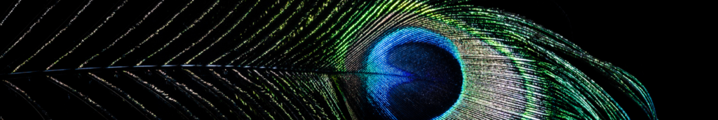 Dark background with a peacock feather. Text: Social Media Brand Awareness for Small Business