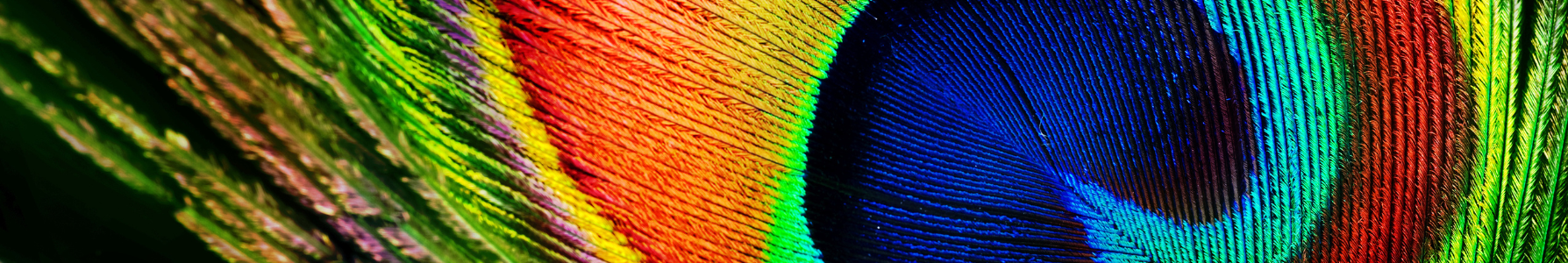 A bright orange and blue peacock feather with the words Networking on Social Media as a Small Business.