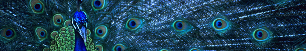 Blue peacock with tailfeathers on full display